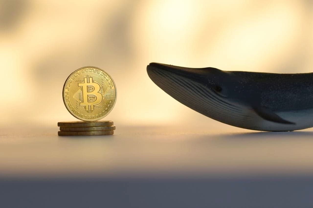 Is a market turnaround near Whale scoops up 4,380 BTC in a month